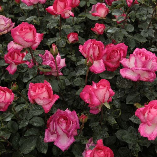 Karmínovočervená so striebristým nádychom - Stromkové ruže s kvetmi čajohybridovstromková ruža s rovnými stonkami v korune